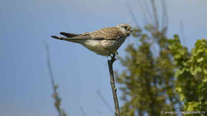 Dit torenvalkvrouwtje zit zonder mannetje, Frans hoopt dat het goed komt
