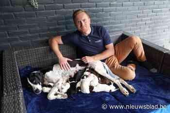 Sledehond van wereldkampioen Stefan Goris is bevallen van 13 pups: “Heel uitzonderlijk”