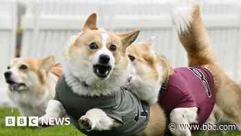Seagull-chasing dog swoops to victory in Corgi Derby