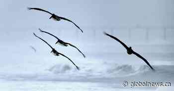 Toronto urges residents to cut night lights to save millions of migratory birds