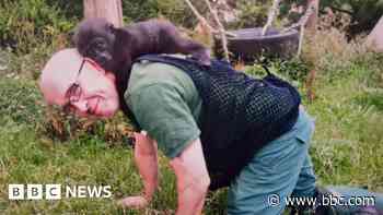 Raising baby gorillas at home an 'amazing experience'