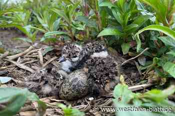 Letzter Brutvogel der Agrarlandschaft