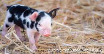 Cambridgeshire farm unveils adorable baby animals