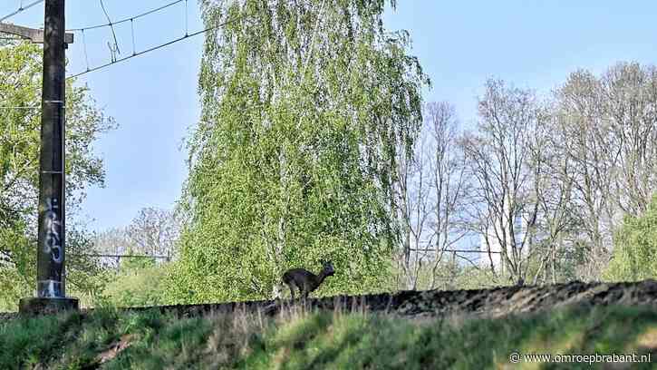 Treinen op slakkengang door ree op het spoor