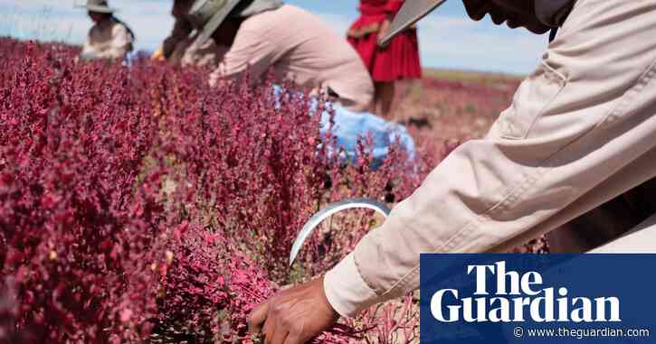 ‘Cañahua chose me’: can an ancient relative of quinoa revive rural Bolivia’s economy?