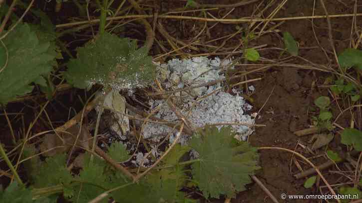 Burchten vol gif, dassen spoorloos: ‘Ik maak me grote zorgen’