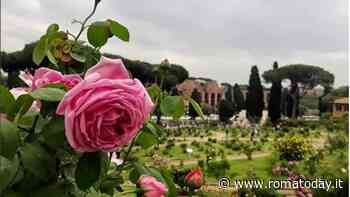 Riapre il Roseto Comunale: oltre mille varietà da ammirare nei giardini sopra il Circo Massimo