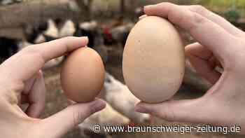 Osterüberraschung auf einem Ferienhof im Harz lässt Gäste staunen