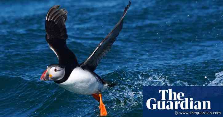 ‘Last chance saloon’: the scramble to save Dorset’s vanishing Purbeck puffins