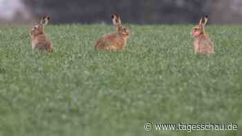 Feldhasen mögen's warm und trocken