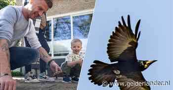 De hele dag gekraai en poep op je jas: Dit dorp komt in actie tegen overlast door roeken