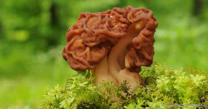 La “maledizione” di Montchavin, il paese dove 1 abitante su 12 si ammala di Sla: “Tutta colpa di un fungo considerato una prelibatezza locale”