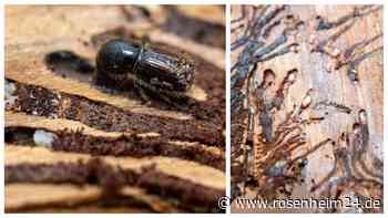 Rindenschlitzen in Chiemgau-Wäldern: Neue Methoden im Kampf gegen den Borkenkäfer