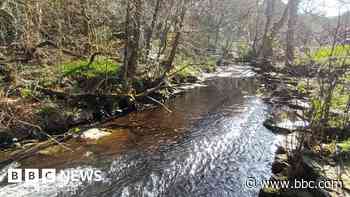 Brook given special status to save rare crayfish