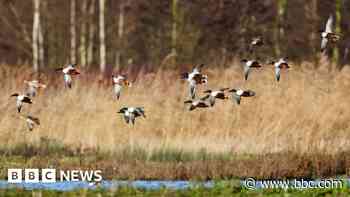 The best spring birdwatching spots in Yorkshire
