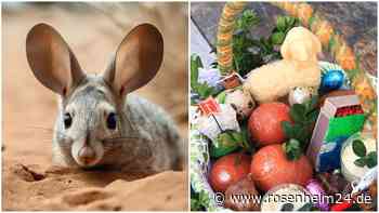Wenn der Oster-Bilby kommt: So feiern verschiedene Kulturen das Fest