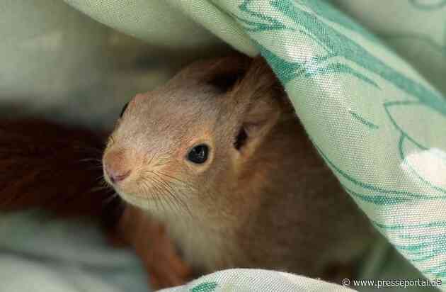 FW Lage: Eichhörnchen in Not - Feuerwehr rettet tierische Ausreißer aus misslicher Lage