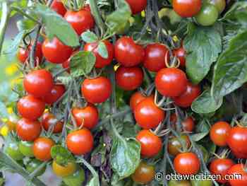 Ottawa's community garden program needs formal mandate, centralized operations: city staff