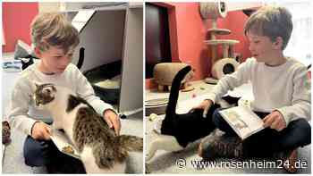 „Der Wahnsinn“: Wie Leo im Rosenheimer Tierheim das Vorlesen lernt – und Katzen das Kuscheln