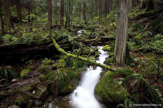 Lost hiker dies in North Vancouver’s Mount Seymour area: police