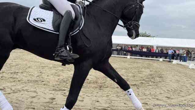 Nederlandse fokker stelt voor om elk jaar hengstenshow samen met manege De Heide te houden na geslaagde eerste editie