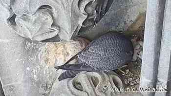 Slechtvalken verwelkomen vier jongen op Sint-Romboutstoren: “Al na een maand verlaten ze het nest”