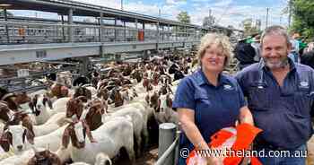 Would you add goat salami to your charcuterie board for a bit of fun?