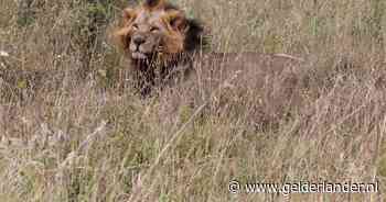 Leeuw doodt 14-jarig meisje in Kenia, parkwachters proberen dier te pakken te krijgen
