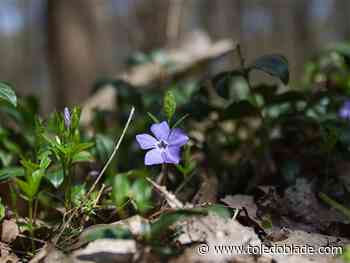 Photo Gallery: Wildflower walk at Pearson Metropark