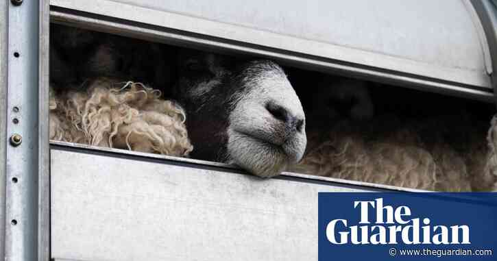 Labor vows to consider strengthening Australia’s animal welfare body after shocking abattoir revelations