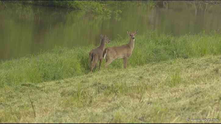 Rising floodwaters push wildlife onto roads, creating hazard for drivers in Morganza