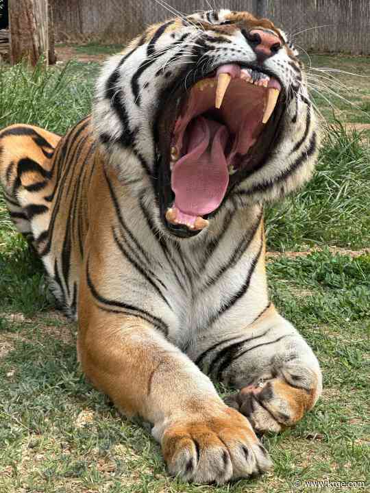 CBD and Tigers? Clovis Zoo tests out new treatment for arthritis