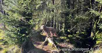 Seven of the best woods for walking your dog south of Bristol