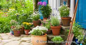 The top 10 (almost) unkillable plants that can help spruce up your patio