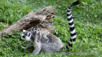 Diese süßen Tierbabys gibt es aktuell im Augsburger Zoo