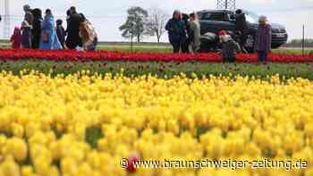 Alles schön bunt: Tulpenfeld bei Vordorf öffnet Ostermontag