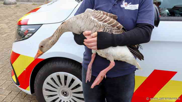 Gans met gebroken poot bij spoor in Tiel, mogelijk geraakt door trein