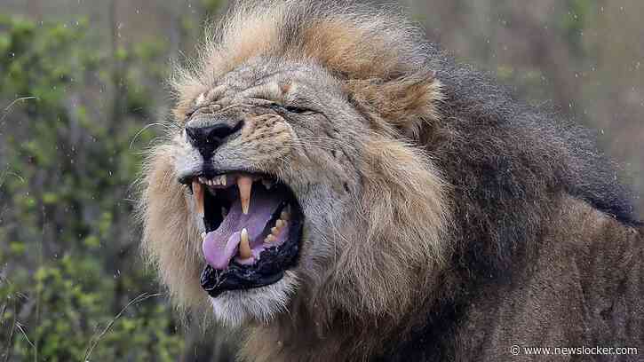 Leeuw uit wildpark doodt meisje in buitenwijk Nairobi