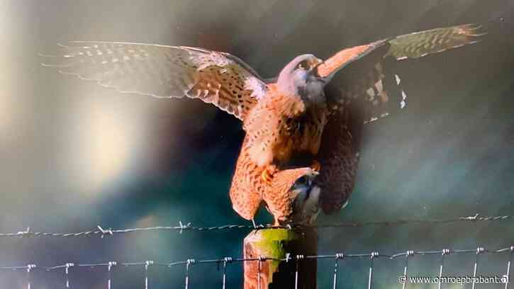 De eenzame torenvalk is niet meer alleen en 'paren er de hele dag op los'