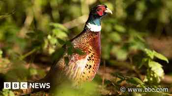 Study finds pheasant link to Lyme disease germ