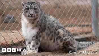 Could AI text alerts help save snow leopards from extinction?