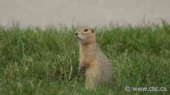 City of Winnipeg to use sulphur gas on ground squirrel population in 8 parks