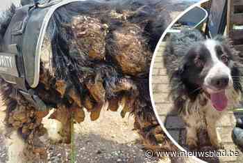 Zorghoeve ontfermt zich over verwaarloosde bordercollie: “In schrijnende toestand gevonden”