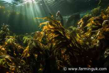 Seaweed project aims to cut fertiliser use in UK farming