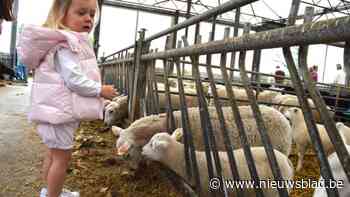 Schattige lammetjesdagen op paasmaandag in Zoersel