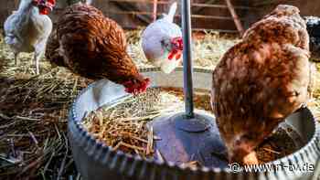 Gefängnisprojekt mit Herz: Gefangene pflegen Hühner und finden neue Hoffnung