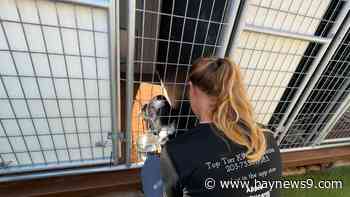 Bradenton dog trainer prepares home to take in dogs during a hurricane