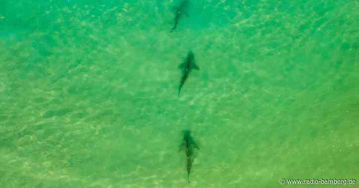 Mann nach Bericht über Haiangriff vor Küste Israels vermisst