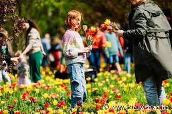 Tulpenpluk lokt opnieuw duizenden bloemenliefhebbers naar Berendrecht: “Dit is een prachtig volksfeest geworden”