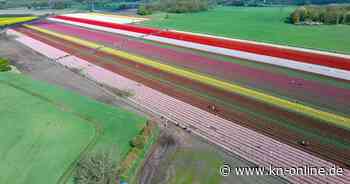 Farbenmeer im Norden: Millionen Tulpen locken Tausende Gäste